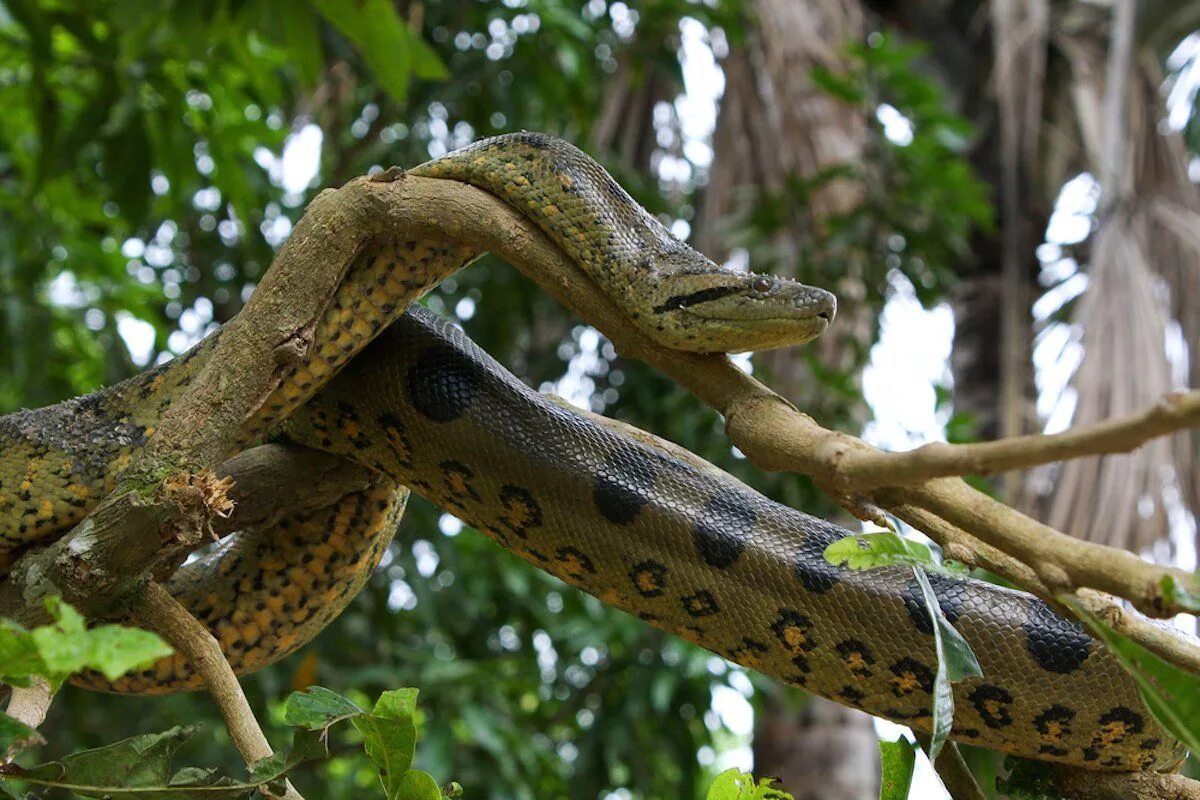Анаконда змея. Зеленая Анаконда (eunectes murinus). Анаконда змея Южная Америка. Удав тропической