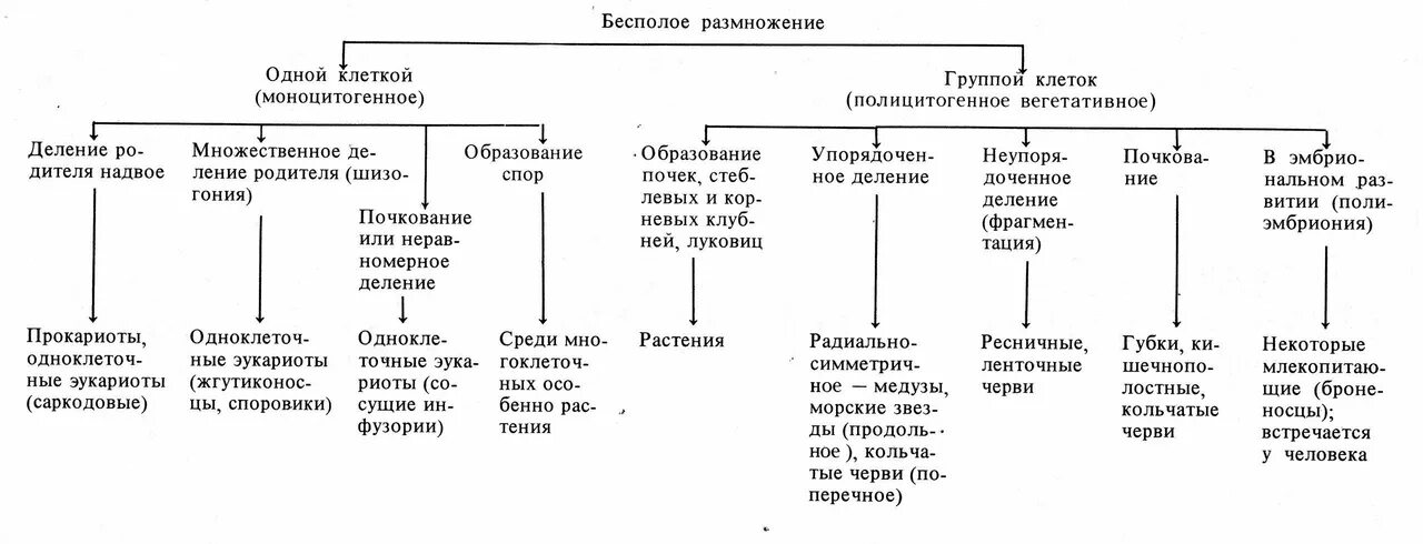 Отличия бесполого размножения. Виды бесполого размножения схема. Формы бесполого размножения схема. Схему способов бесполого размножения организмов.. Формы размножения организмов схема с примерами.