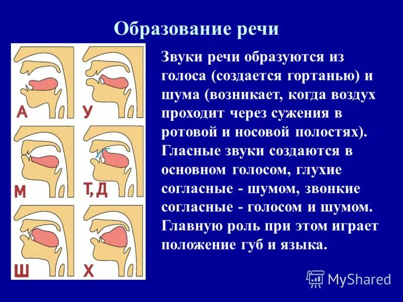 Звук возникает в результате. Образование звуков речи. Механизм образования звука. Формирование звуков речи. Образование звука в гортани.