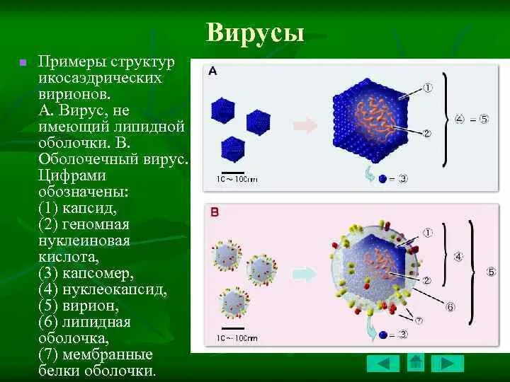 Вирус имеет оболочку