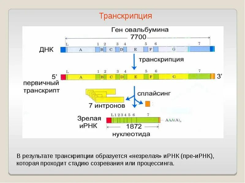 Матричная и транскрибируемая днк. Транскрипция ДНК задачи. Сплайсинг ИРНК. Транскрипция ИРНК. Процессинг ДНК.