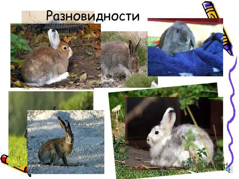 К какому отряду относится кролик. Отряд зайцеобразные. Отряды млекопитающих зайцеобразные. Отряды млекопитающих Грызуны зайцеобразные. Класс млекопитающие отряд зайцеобразные.