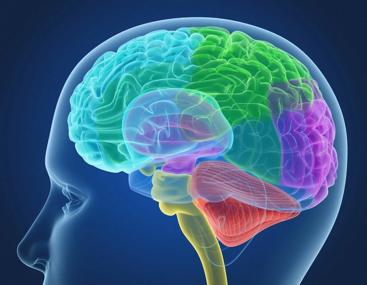 Main brain