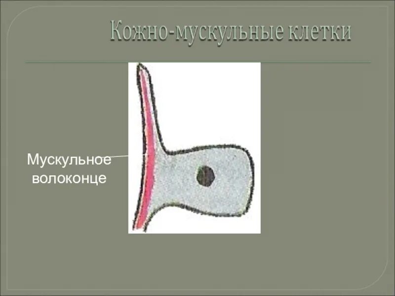 Строение кожно мускульной клетки. Эпителиално мускульые елетки рисунок. Кожно мускульные клетки кишечнополостных. Эпителиально мускульные клетки гидры.