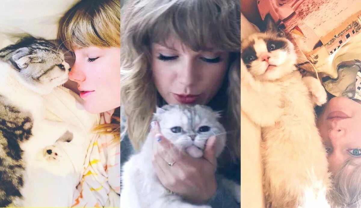 Swift cat. Кошка тейлор свифт оливия. кошки тейлор свифт бенджамин. мередит кошка тейлор. тейлор свифт cat мередит.