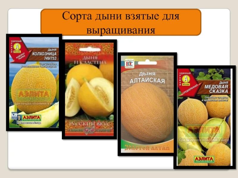 Название сортов дыни. Дыня название сортов. название дынь с картинками. лучшие сорта дыни. сорта бахчевых культур.