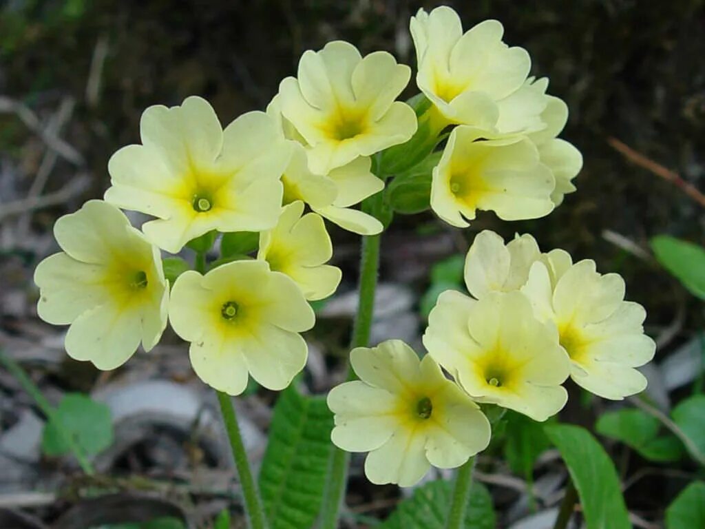 Примула elatior. Примула высокая (Primula elatior),. Примула цветок первоцвет. Первоцвет весенний. Какой цветок зацветает первый