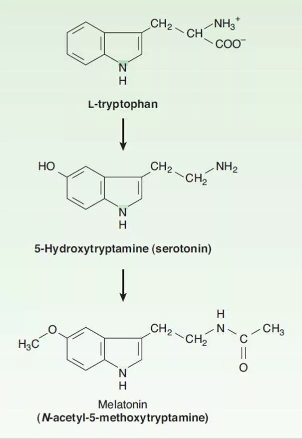 Синтез мелатонина. Триптофан мелатонин. Синтез мелатонина из триптофана. Триптофан серотонин мелатонин. Триптофан в серотонин.