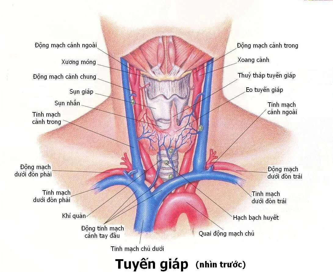 В какой полости расположена щитовидная железа. Щитовидная железа кровоснабжение и иннервация. Кровоснабжение щитовидной железы топографическая анатомия. Щитовидная железа топографическая анатомия. Верхняя щитовидная артерия анатомия.