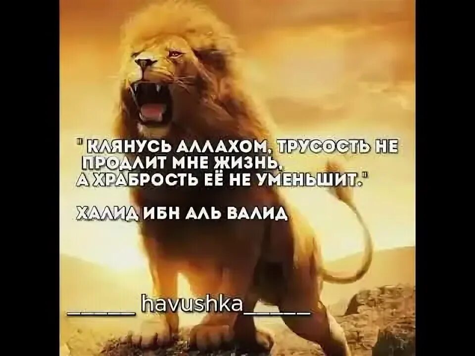 Халид ибн Валид трусость. Клянусь Аллахом трусость. Лев Аллаха. Цитаты Халид ибн Валида.