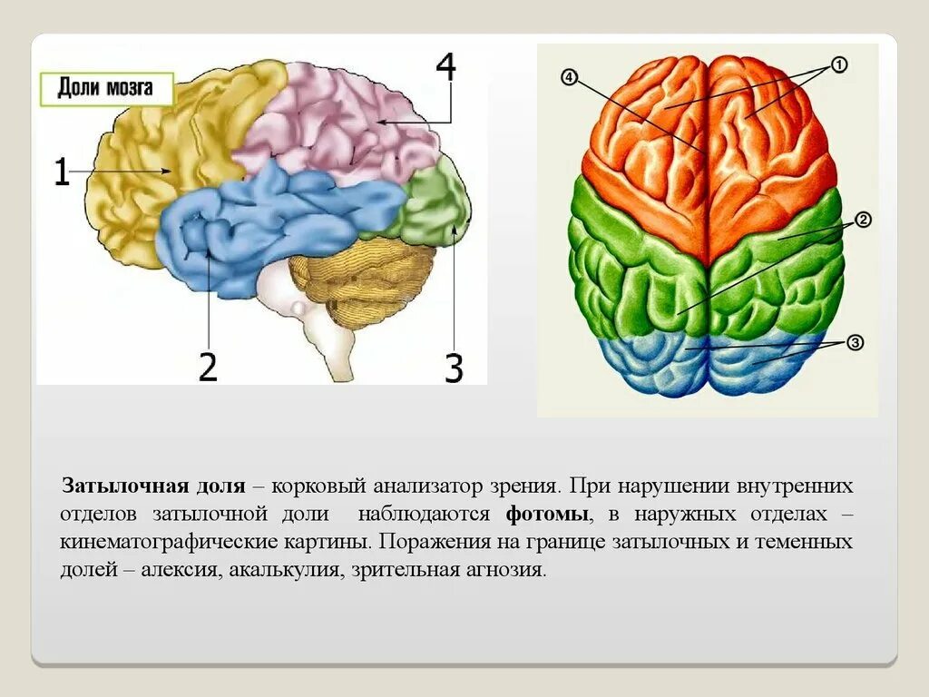 Отделы головного мозга лобная височная. Лобные и теменные доли мозга.