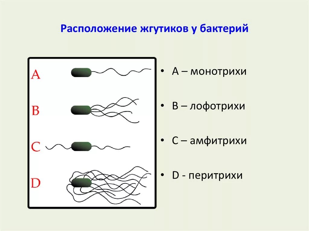 Установи соответствие между группами бактерий. Расположение жгутиков на микробной клетки. Монотрихи амфитрихи лофотрихи перитрихи. Жгутики монотрихи. Жгутики монотрихи перитрихи.