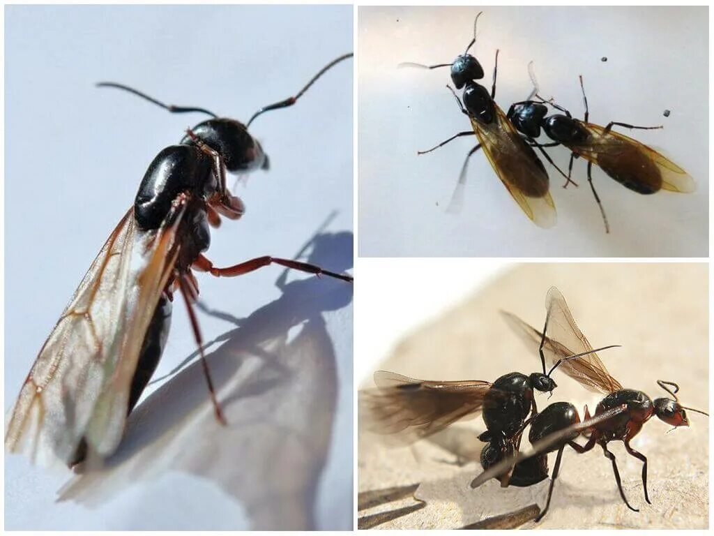 Летающие муравьи. Летающие особи муравьев. Муравьи с крыльями. Самки муравьев с крыльями.