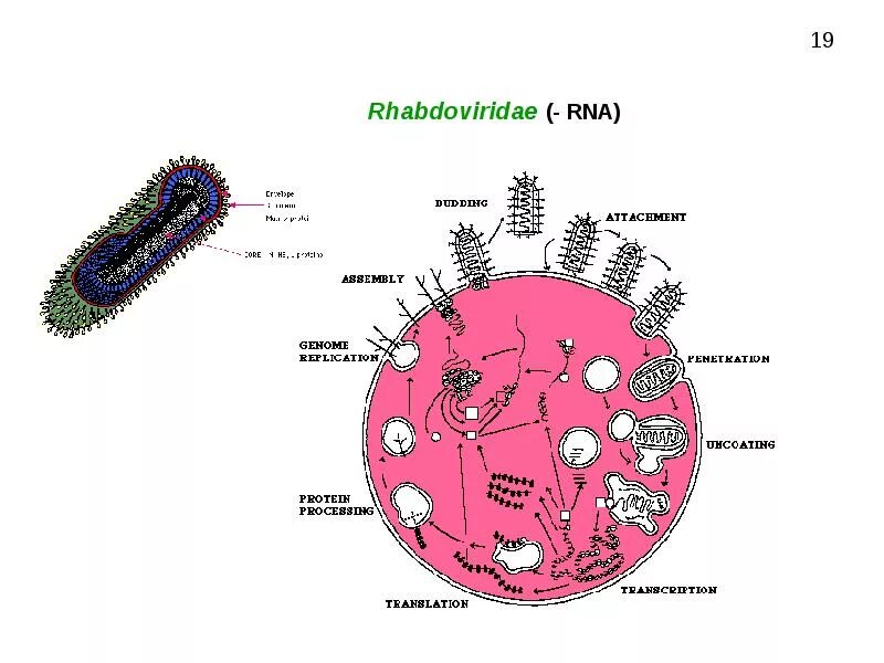 R virus. Вирусы растений. Структура вирусов растений. Переносчики вирусов растений. Вирус который живет в растениях.