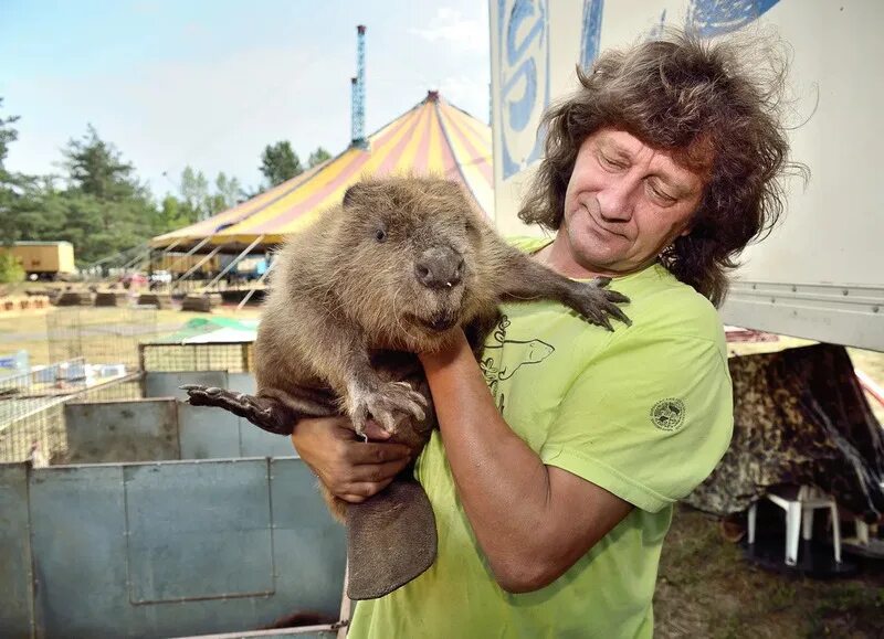 Вакансии в бобруйске на сегодня бобр бай. Ручной бобер.