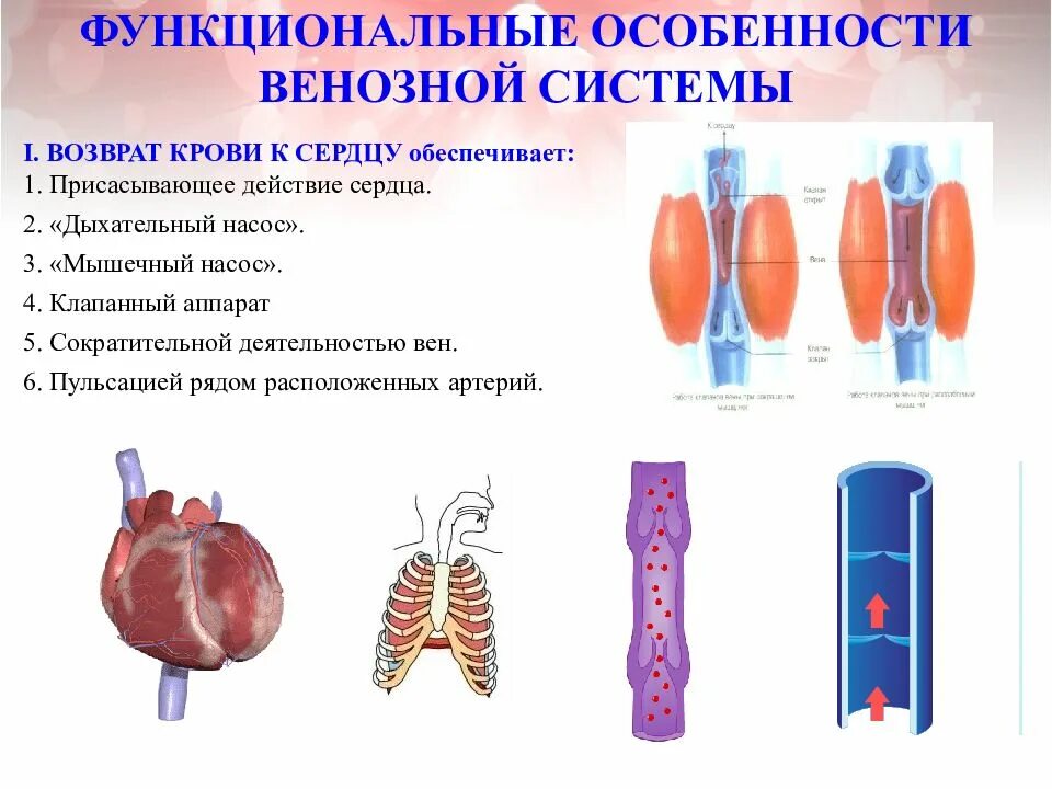 Венозная система анатомия. Мышечный и дыхательный насос венозной системы. Функциональная анатомия вен. Особенности венозной системы. Возвращают кровь к сердцу