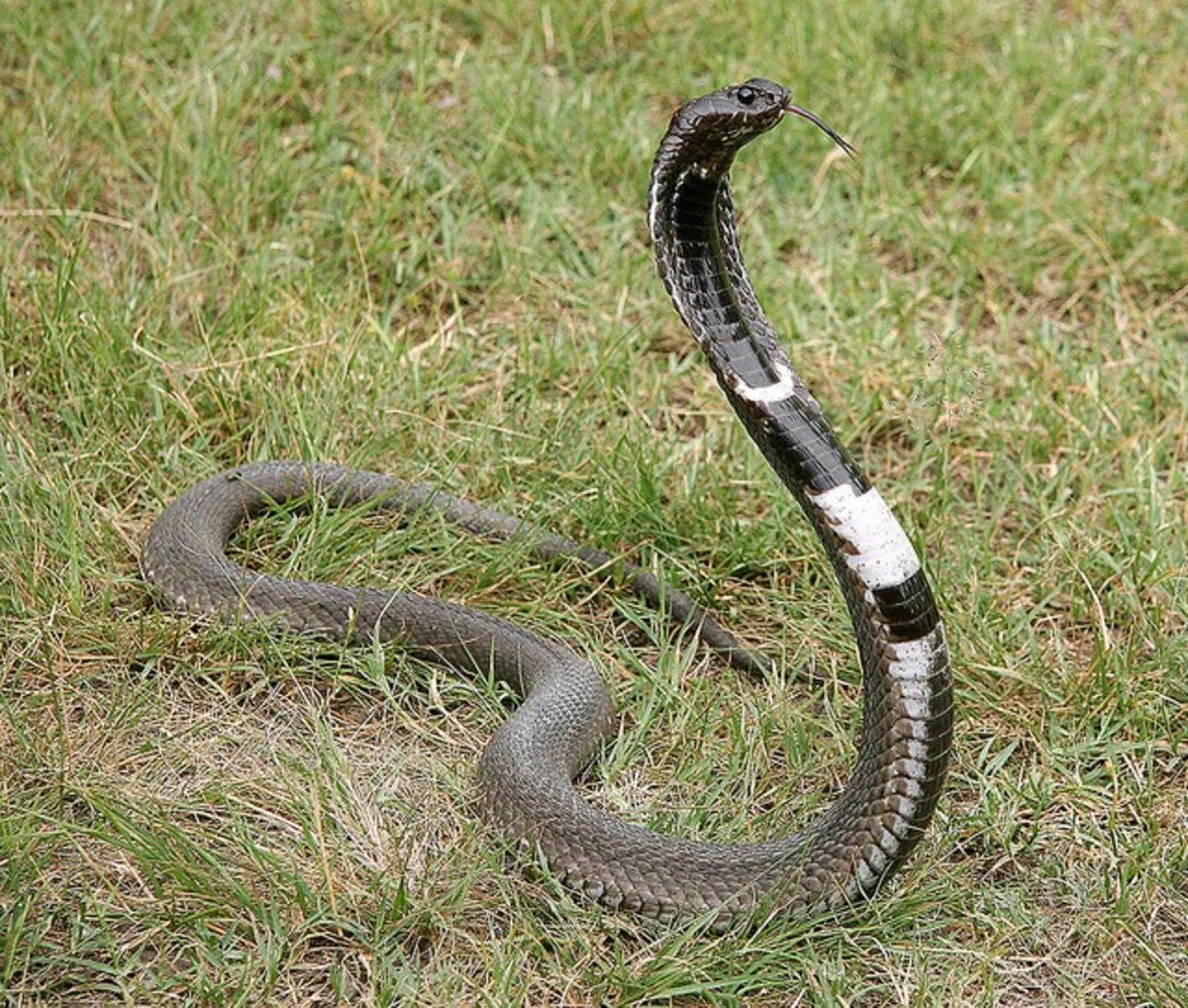 Ошейниковая Кобра. Hemachatus haemachatus. Мозамбикская Кобра. Черношеяя Кобра. Слоновая змея