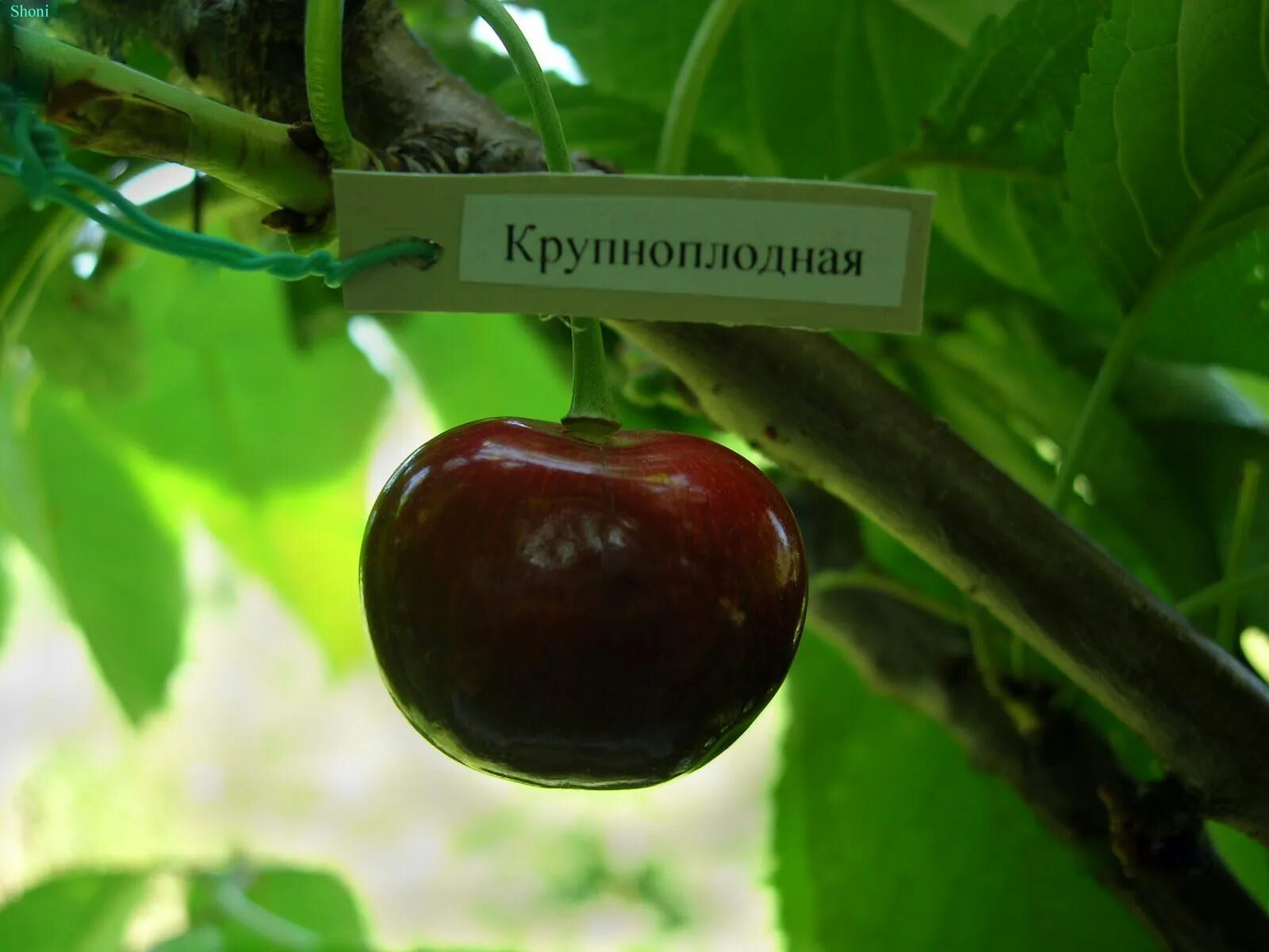 Черешня сорт крупноплодная. Черешня сорта крупноплодная. черешня темная крупноплодная. черешня крупноплодная черная сорта. черешня крупноплодная дерево.