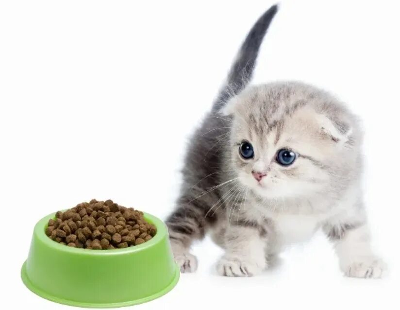 Чем кормить вислоухих кошек. Корм для котят. Миски для котят. Корма для вислоухой кошки. Корма для маленьких котят.