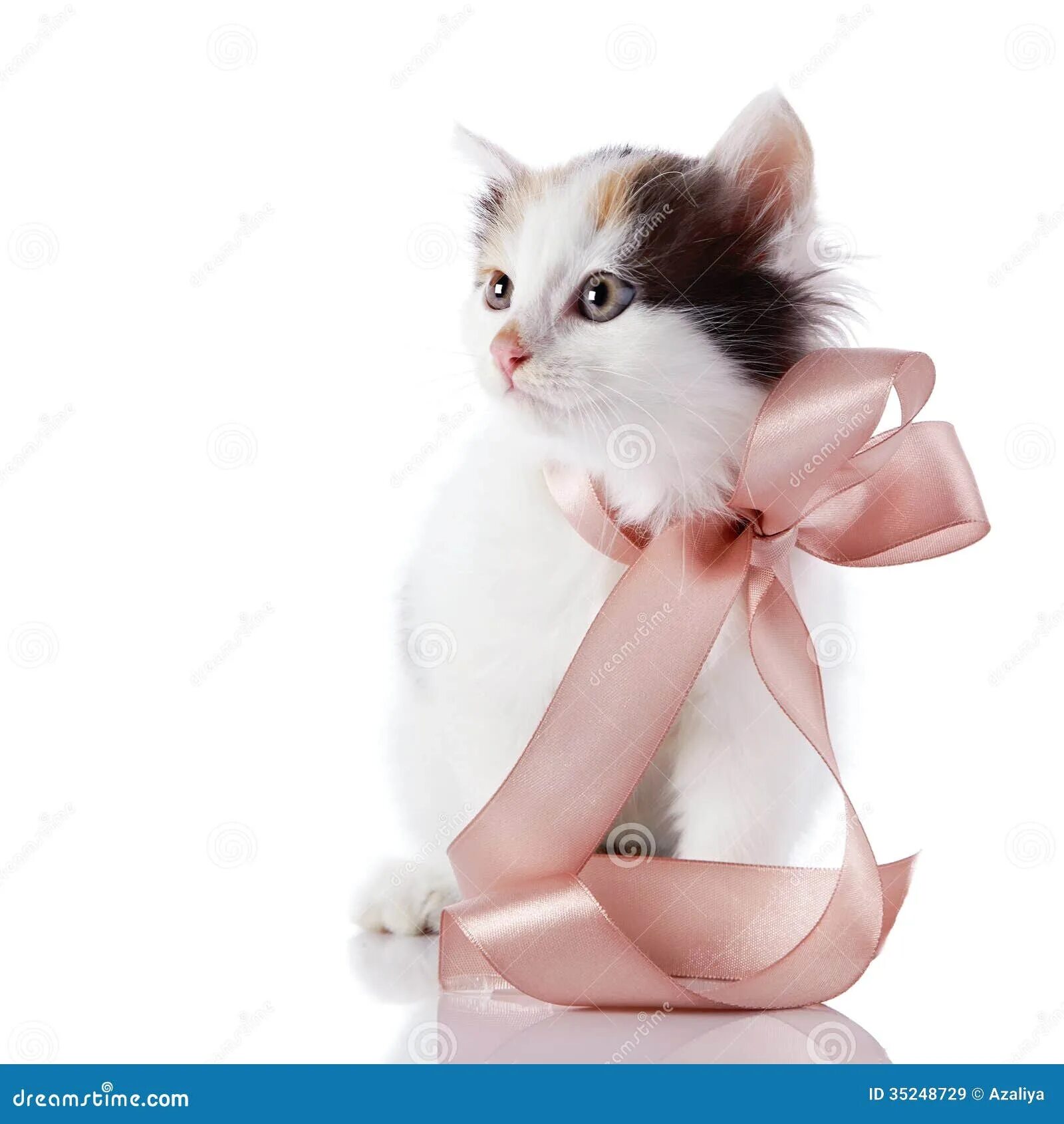 Фото котика с бантиком. Кот в бинтах. Фото котика с бантиком. Котенок с бантиком. Милые котики.