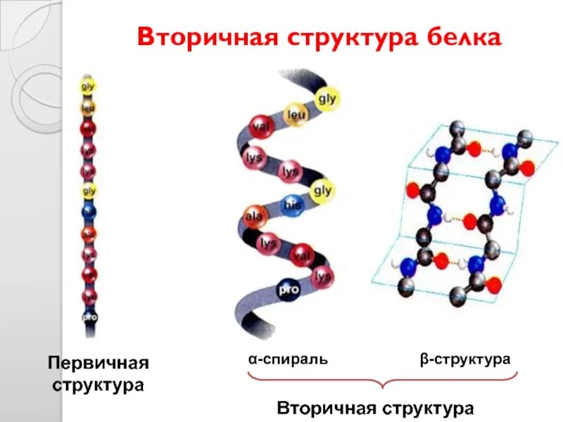 Б спираль белка