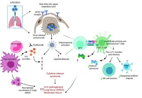 System virus. Жизненный цикл SARS-cov-2. Этапы диагностики SARS cov-2.