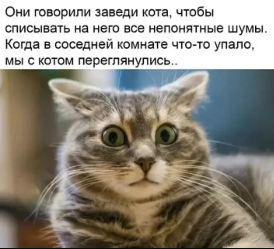 Кошки начали говорить. Завести кота. Заведите котика. Заведи кота. Мы с котом.