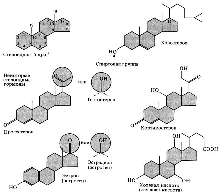 стероиды структура. стероиды структурная формула. стероиды структура. стероиды схема строения. химическое строение стероидных гормонов.