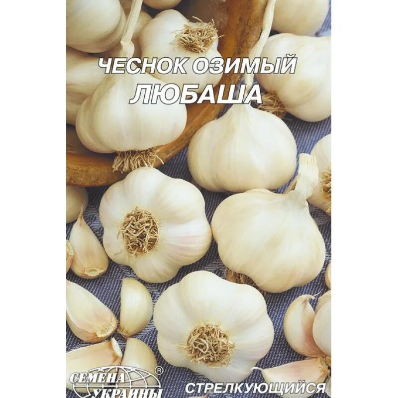 Чеснок сорт любаша. Чеснок любаша описание сорта. Чеснок сорт любаша. Чеснок любаша семена. Чеснок любаша семена.