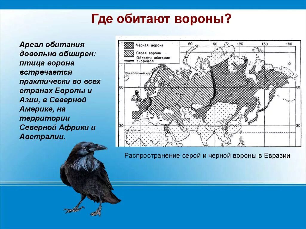 На каком материке обитает ворон обыкновенный впр