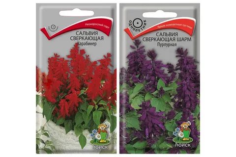 Семена сальвии