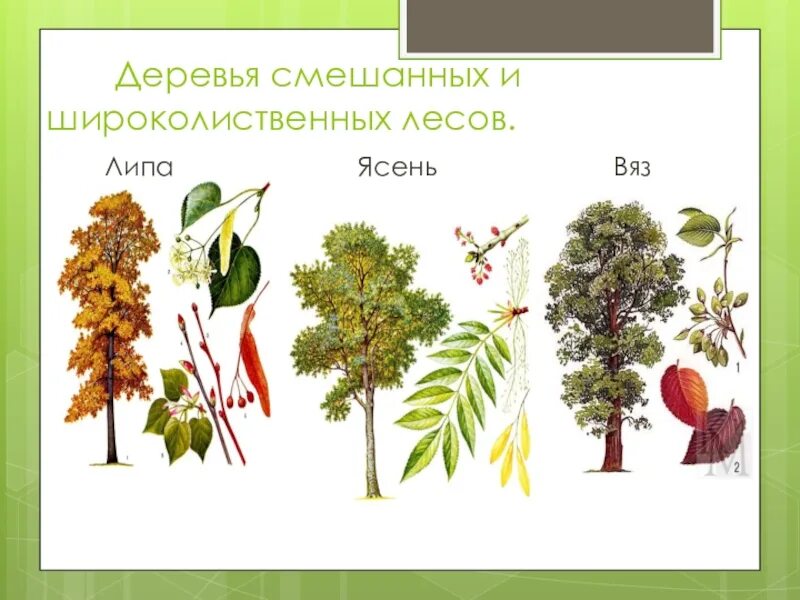 Какие деревья произрастают в широколиственных лесах. Широколиственный лес растения. Липа широколиственный лес. Широколиственный лес зона липа. Лиственные деревья смешанных лесов.