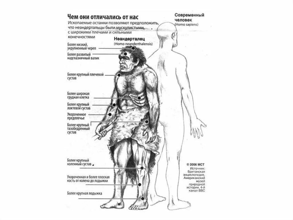Особенности строения неандертальца. Неандерталец и кроманьонец. Неандерталец и кроманьонец сравнение. Человек и неандерталец сравнение. Неандертальцы и кроманьонцы отличия.