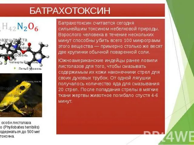 Ужасный листолаз. Батрахотоксин это. Яд батрахотоксин. Батрахотоксин воздействует на. Батрахотоксин это.