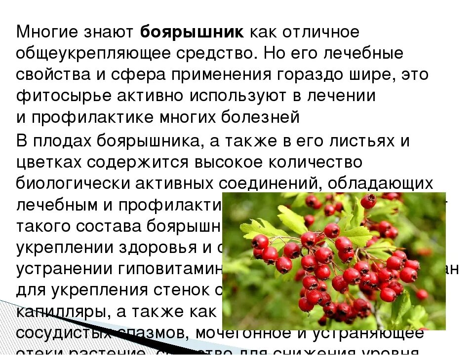 Сколько боярышника можно есть в день свежего