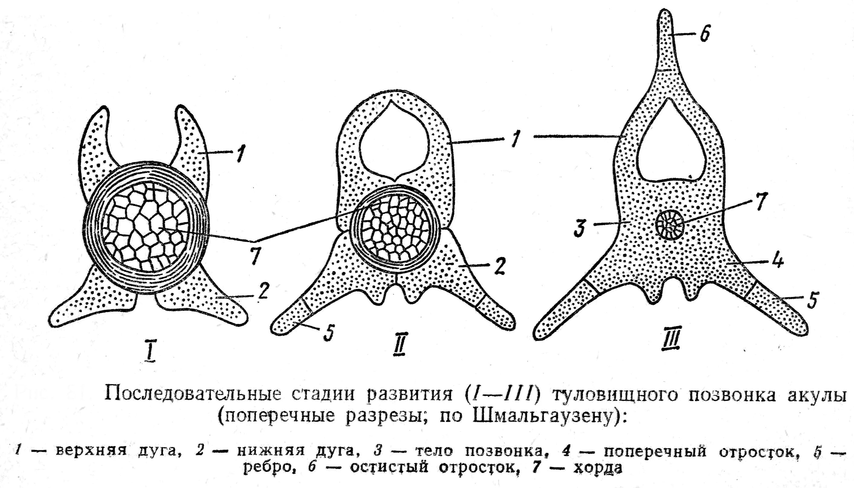 Позвонки хрящевых рыб. Строение туловищного позвонка рыбы. Амфицельные позвонки у хрящевых рыб. Амфицельные позвонки строение.