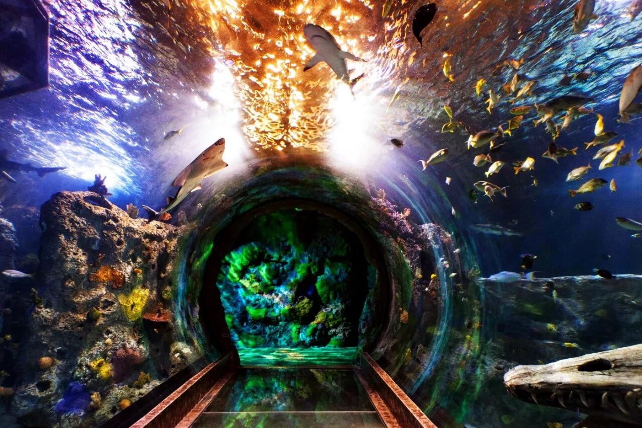 Океанариум в Сингапуре s.e.a. Aquarium. Морская жизнь (океанариум, Сингапур). Marine Life Park, Сингапур. Океанариум Планета Нептун.