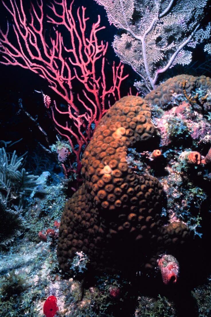 Coral life. Индонезийские рифы рыбы. Кораллы с рыбками. Примеры коралловых рыб. Under the Sea.