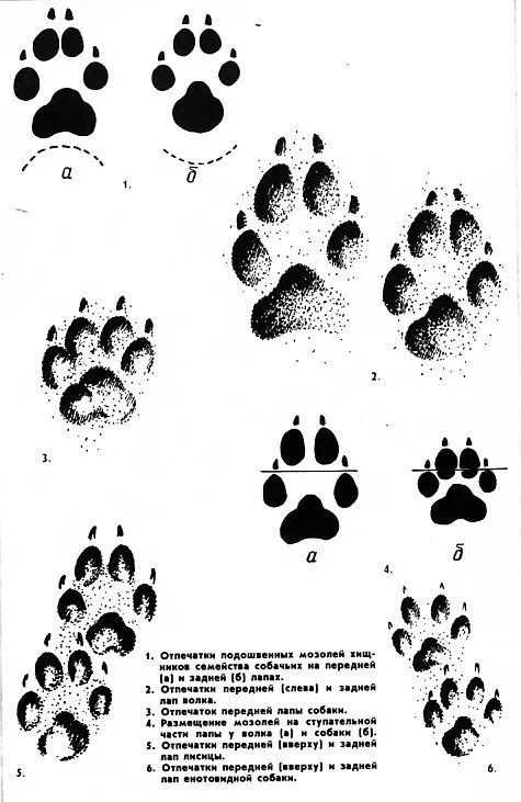Как отличить следы. Следы волка на земле и собаки отличие. Отличие собачьего следа от волка. След лапы лисы с размерами. След волка лисы и собаки отличия.