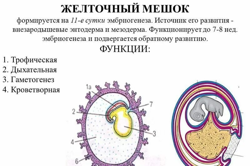 7 недель желточный. Желточный мешок, его развитие, строение и функции. Какую функцию выполняет желточный мешок. Желточный мешок, его образование, развитие, строение, функции.. Желточный мешок функции у эмбриона.