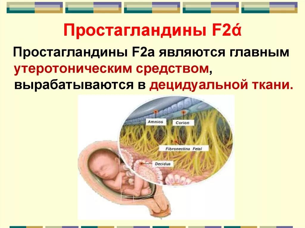 Простогландин. Простагландина f2a препарат. Простагландин f2 функции. Простагландин f2 Альфа. Простагландин f.