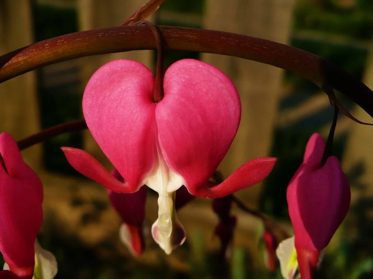 Какие цветы любовь приносит. Дицентра (dicentra love hearts) i. цветы сердечки. &quot;цветы любви&quot;. кровоточащее сердце цветок.