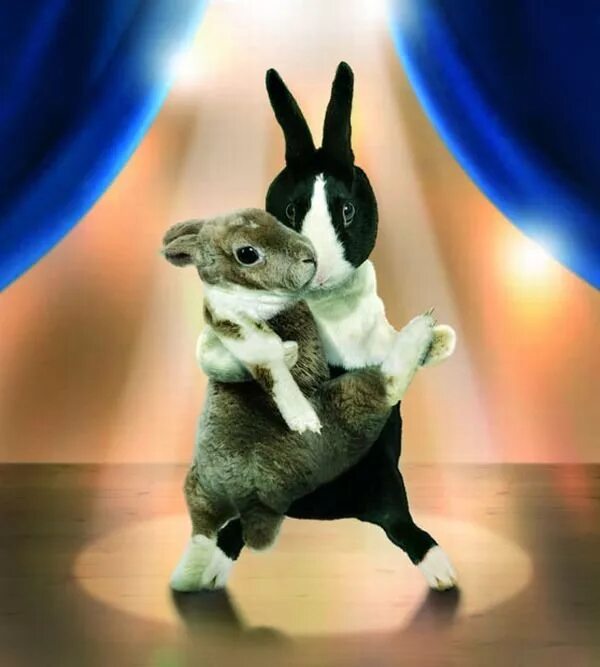 Заяц танцует. Танцующие зайцы. Кролик танцует. Танец зайца.