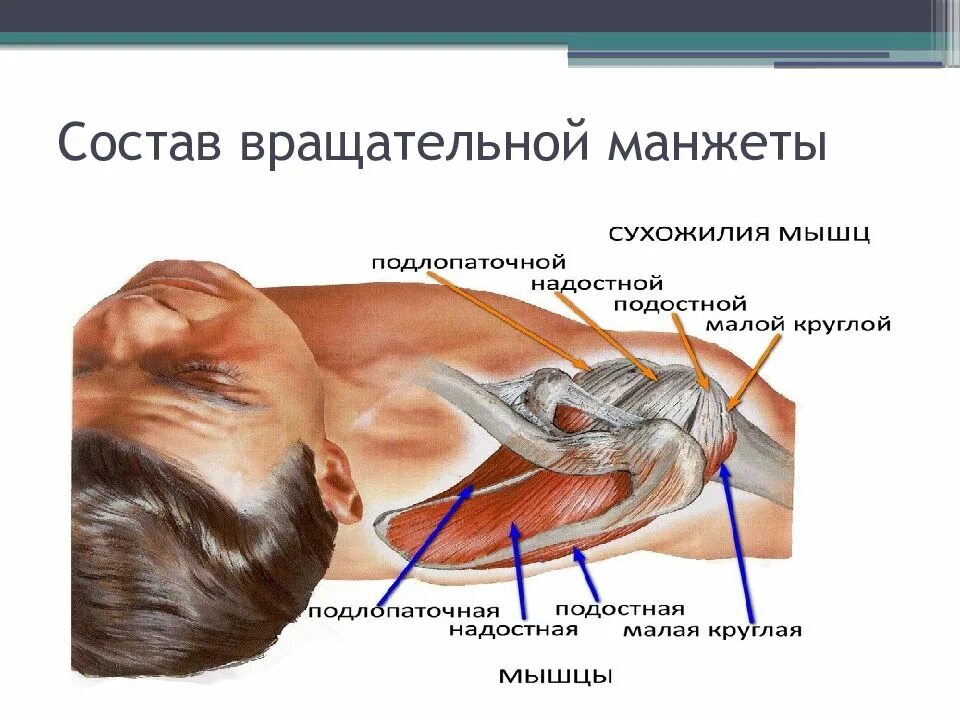 Разрыв мышц признаки. Вращательная манжета плеча мышцы. Травма сухожилия надостной мышцы. Разрыв вращательной (ротаторной) манжеты плеча. Ротаторная манжета мышцы.