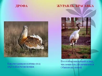 Животные из красной книги ростовской