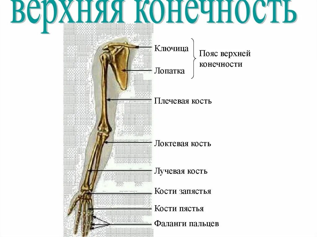 Самая крупная кость поясов конечностей. Скелет пояса и свободной верхней конечности. Строение скелета верхней конечности. Пояс верхней конечности. Перечислите кости пояса верхних конечностей. Соединения костей пояса верхней конечности.