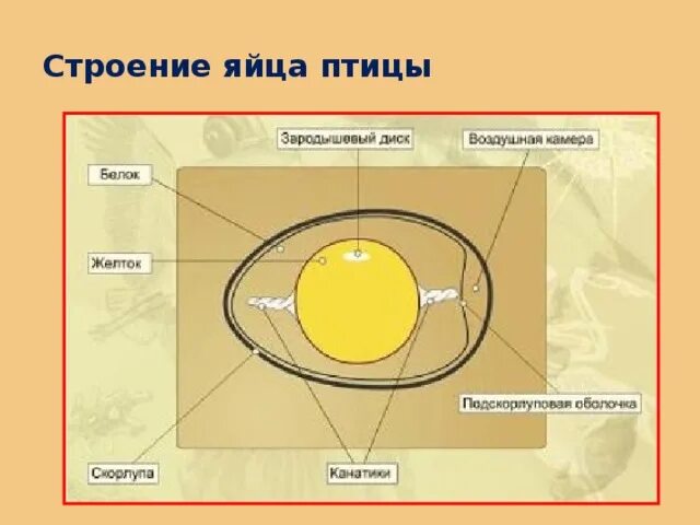 Строение яйца и функции. Строение яйца птицы и функции. Строение куриного яйца и функции его частей. Строение яйца строение яйца птицы.