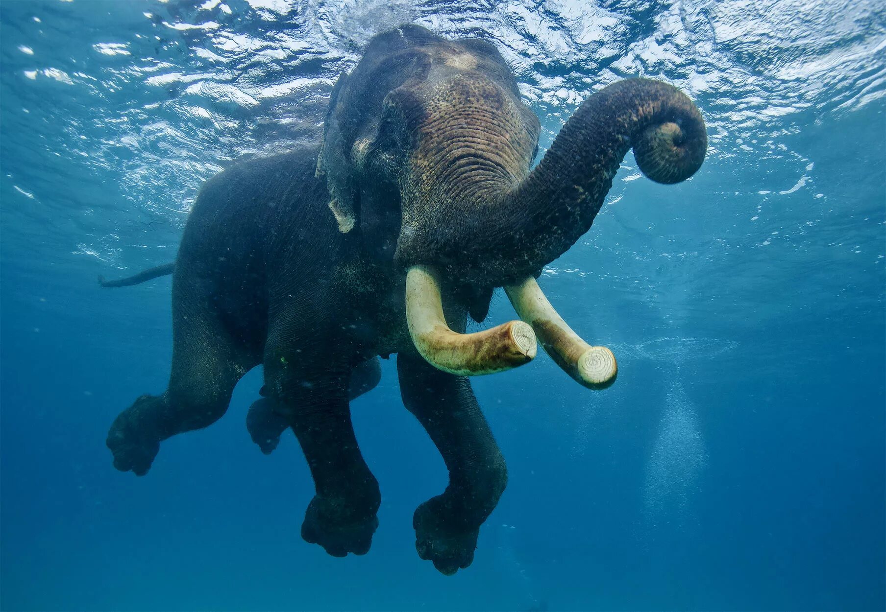 Elephant swim. Водные животные. Слоны плавают. Животные индийского океана. Морской слон.