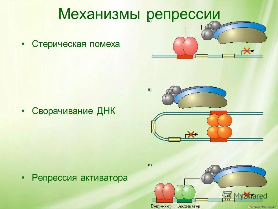 Инициация у прокариот. Репрессия это в биологии. Регуляция транскрипции у прокариот. Механизм репрессии биохимия. Механизмы репрессии ДНК.