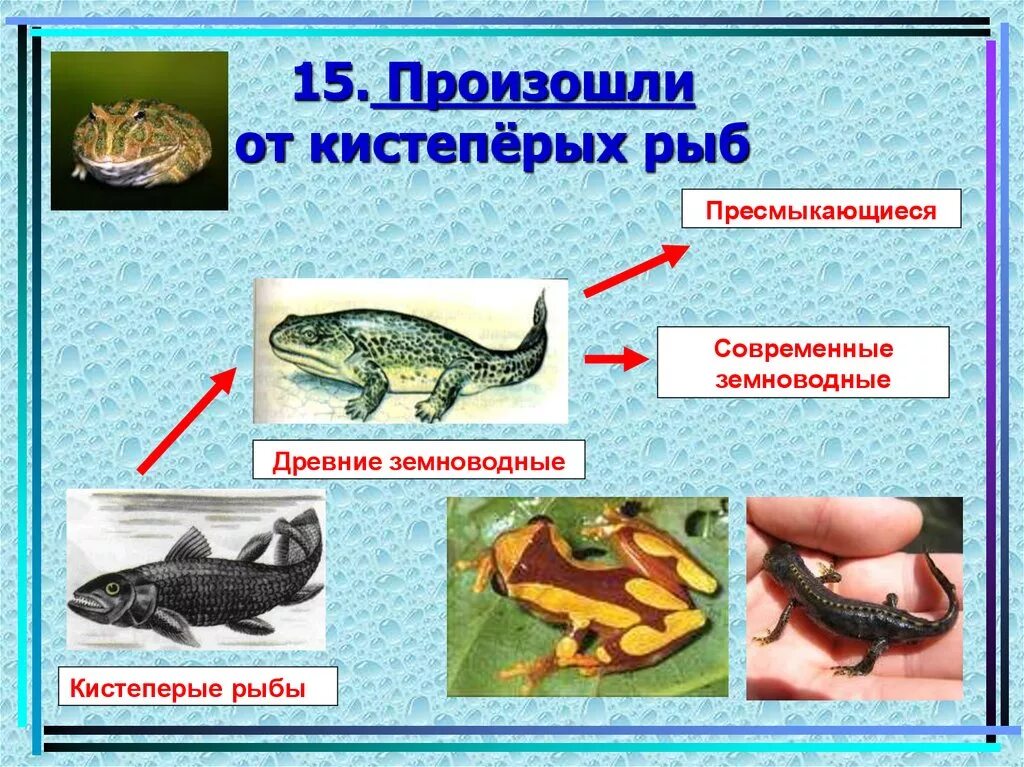 Происхождение земноводных. Современные пресмыкающиеся произошли от. Класс пресмыкающиеся представители. Земноводные рыбы.